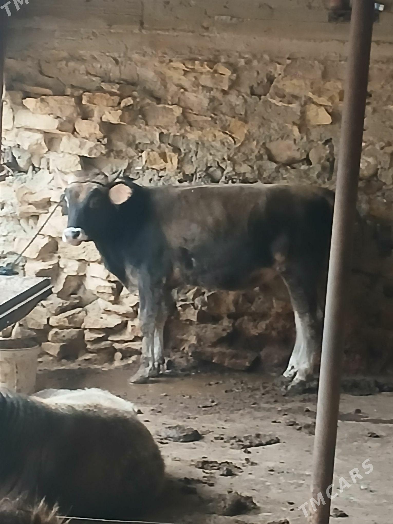 okuz - Гызыларбат - img 4