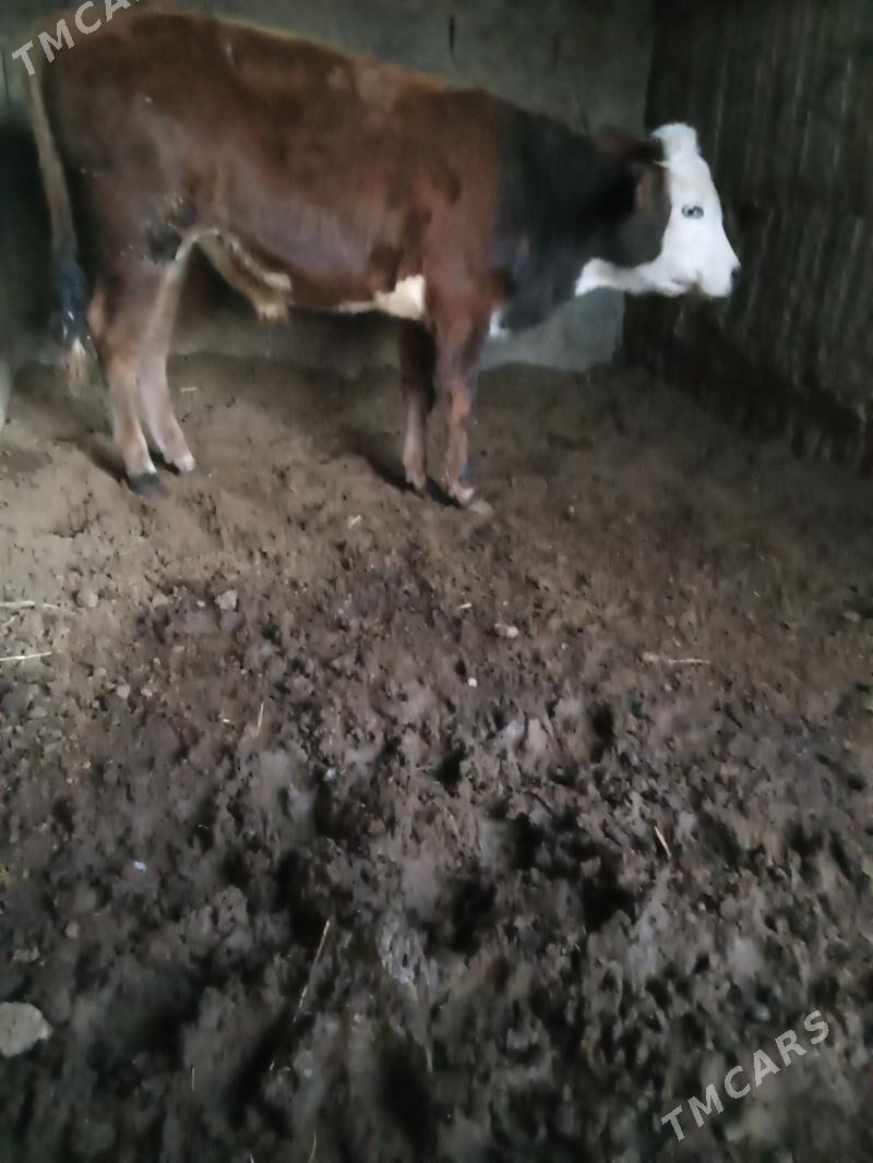 öküz - Бузмеин - img 2