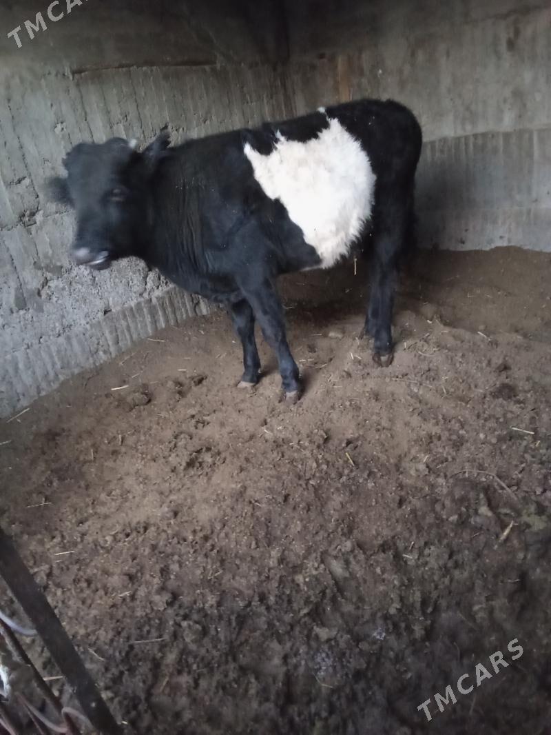 öküz - Бузмеин - img 3