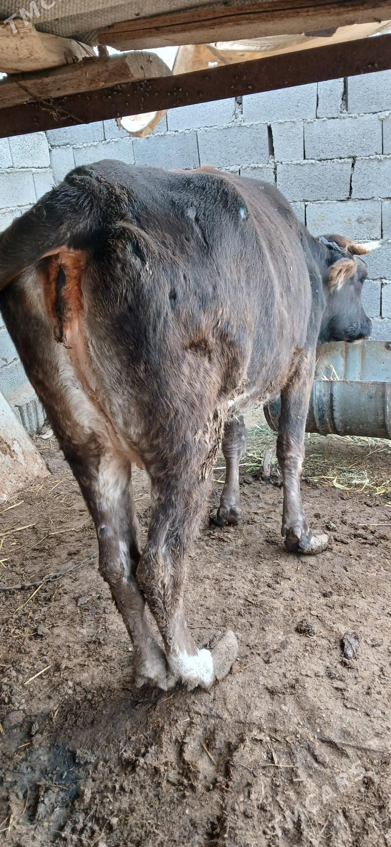 goleli sygyr - Гёкдепе - img 3