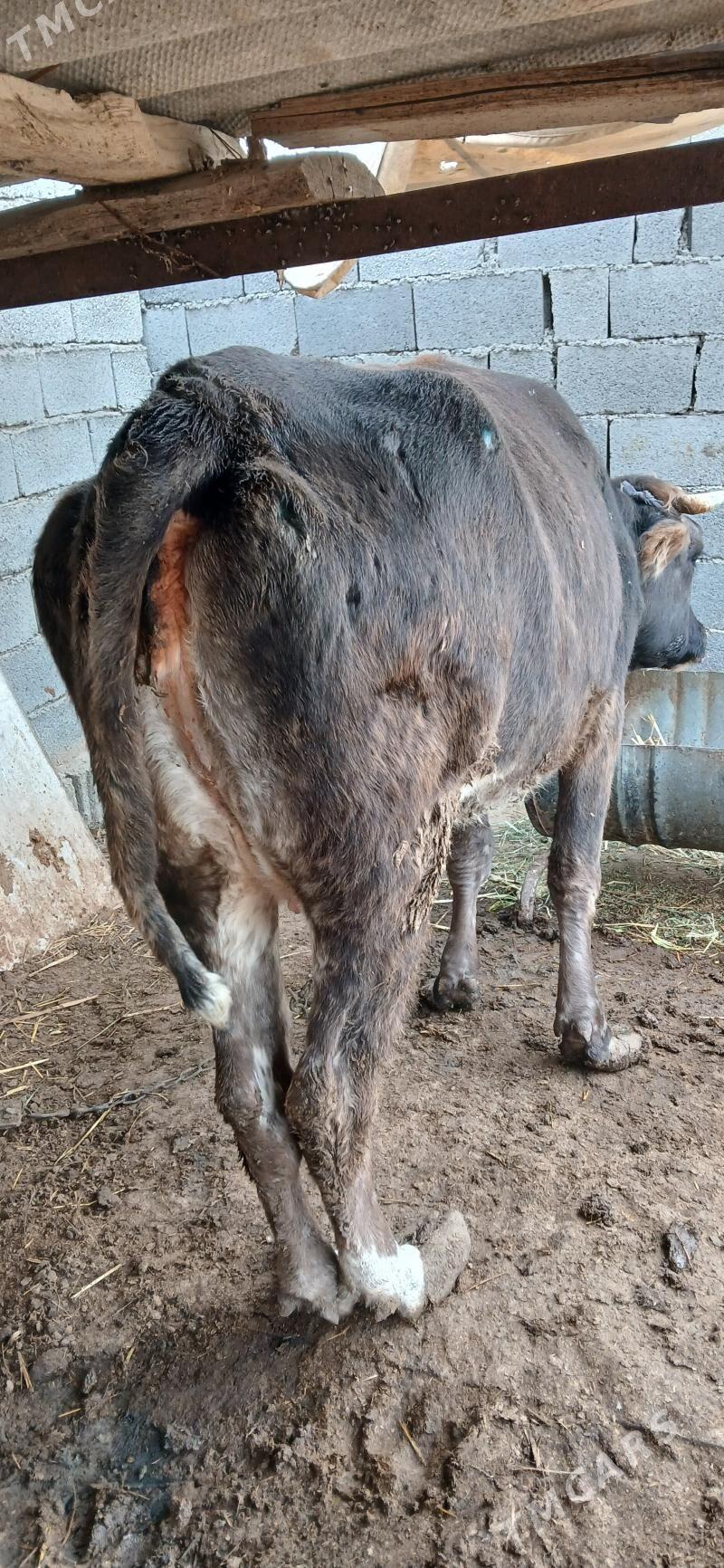 goleli sygyr - Гёкдепе - img 4