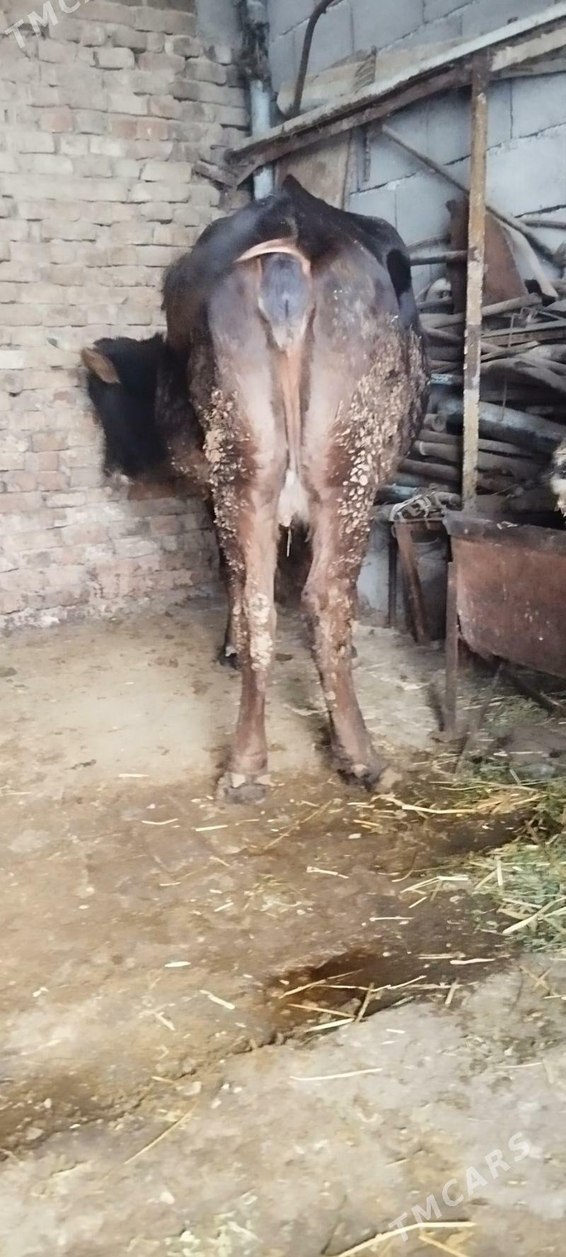 sygyr - Ашхабад - img 3