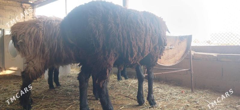 GOYUN - Гёкдепе - img 4