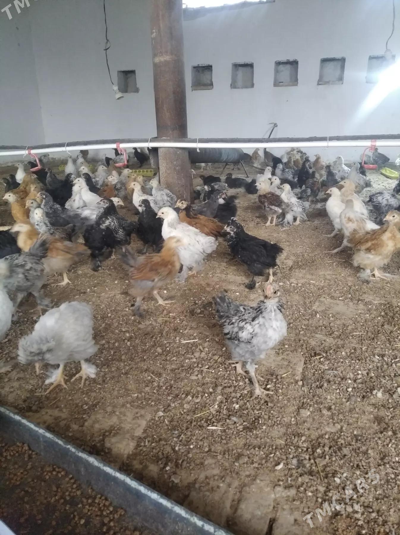 balakly juje - Сакарчага - img 3