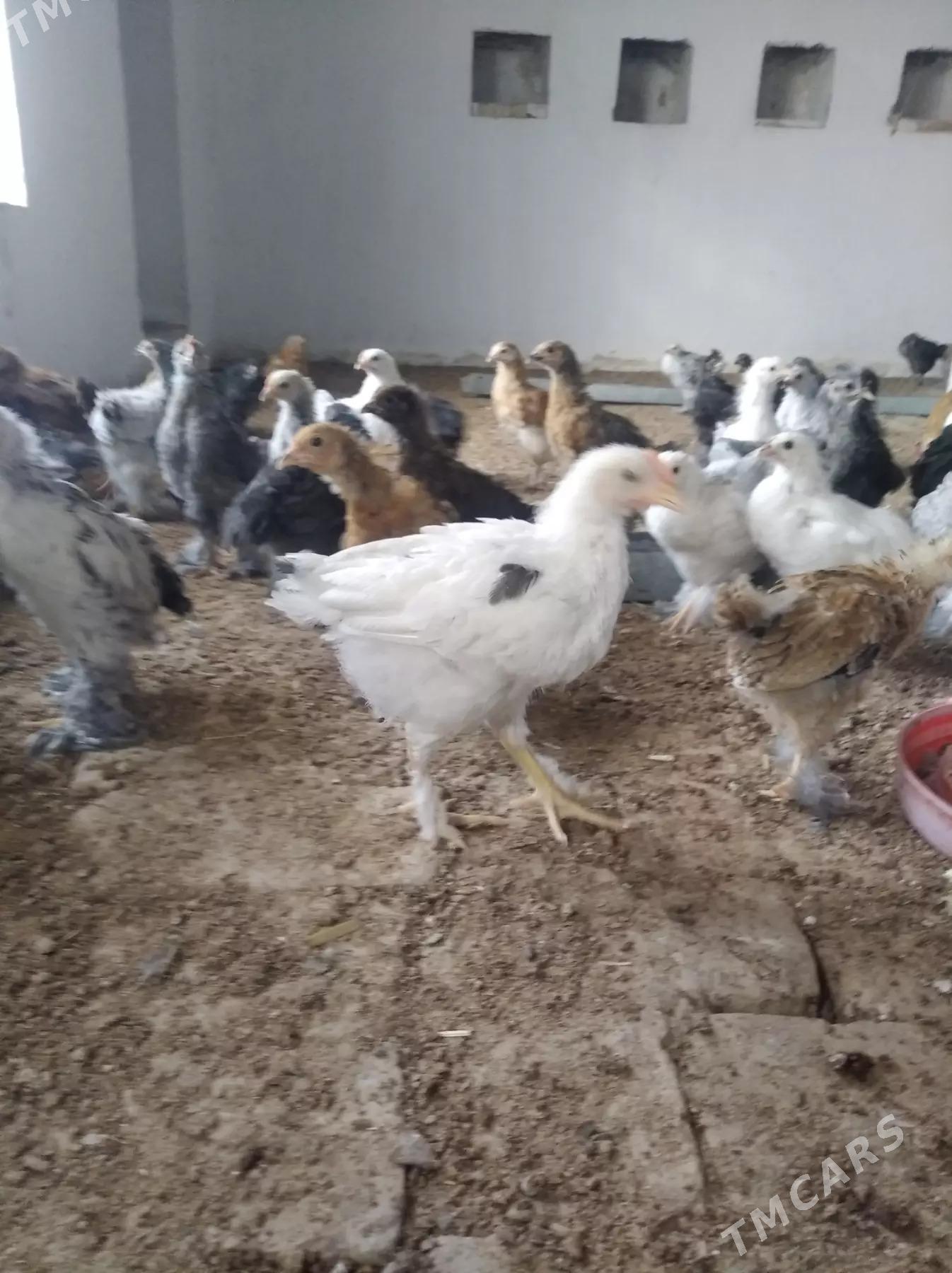 balakly juje - Сакарчага - img 2