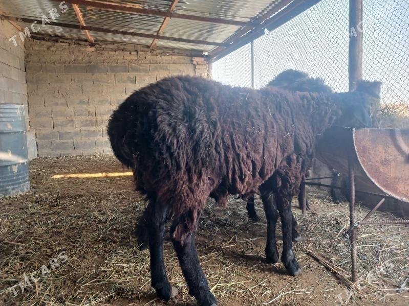 GOYUN - Гёкдепе - img 2