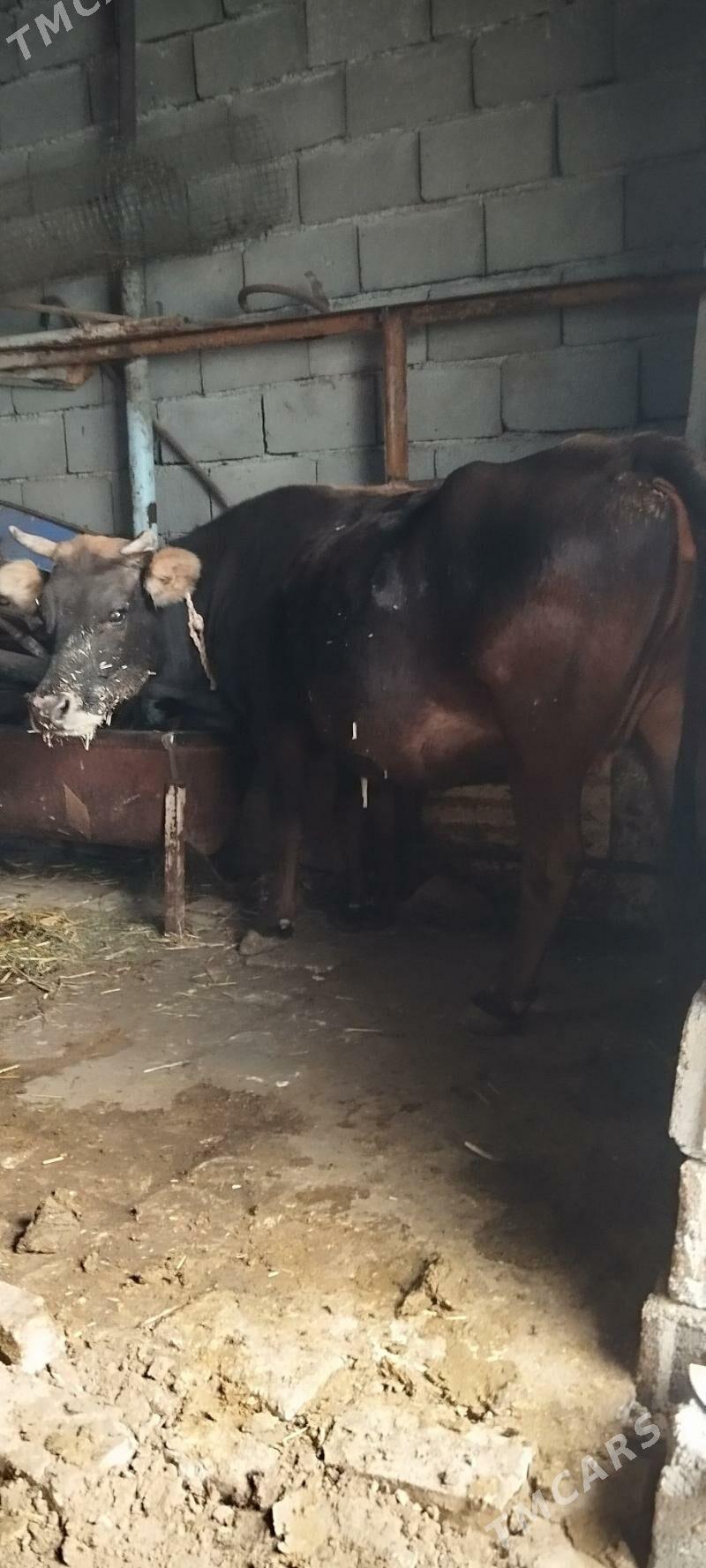 bogaz sygyr - Ашхабад - img 4