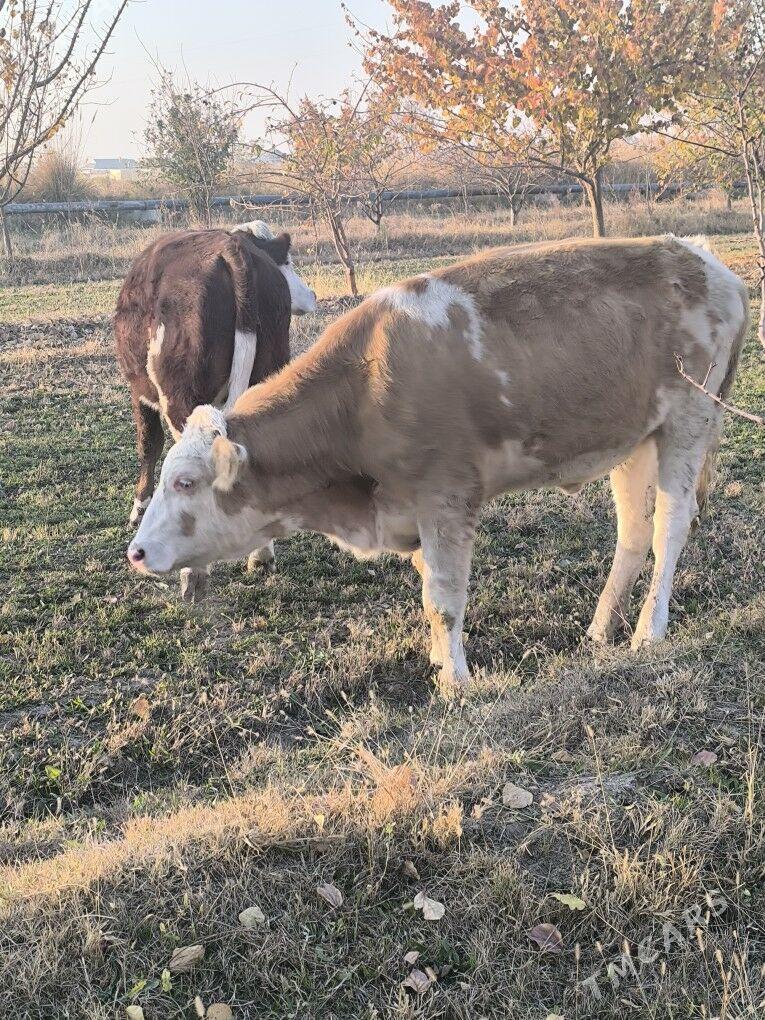 Semental - Sakarçäge - img 7