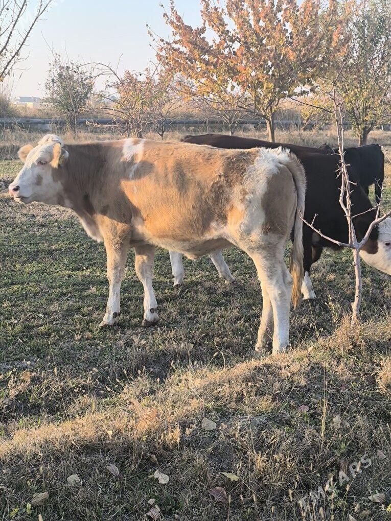 Semental - Sakarçäge - img 4