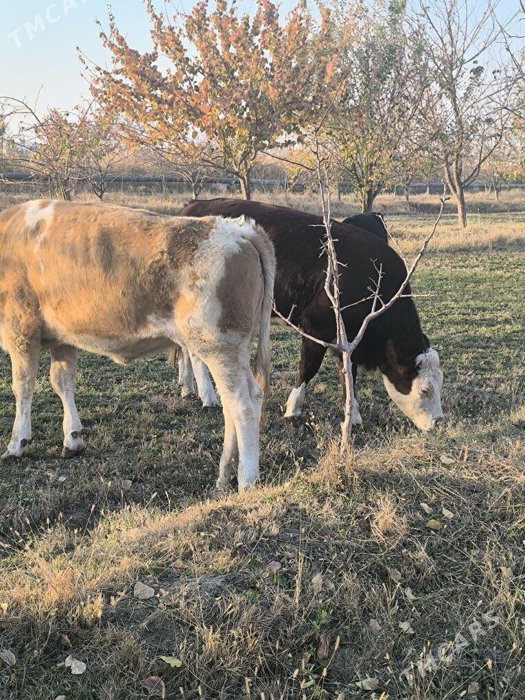 Semental - Sakarçäge - img 5