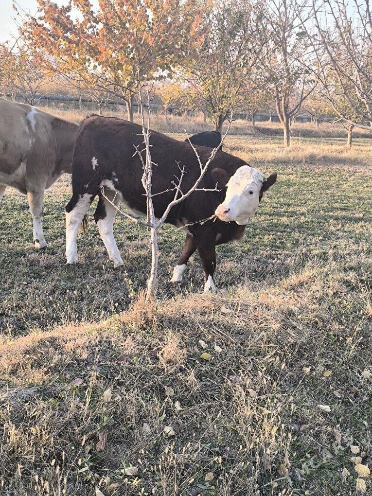 Semental - Sakarçäge - img 3