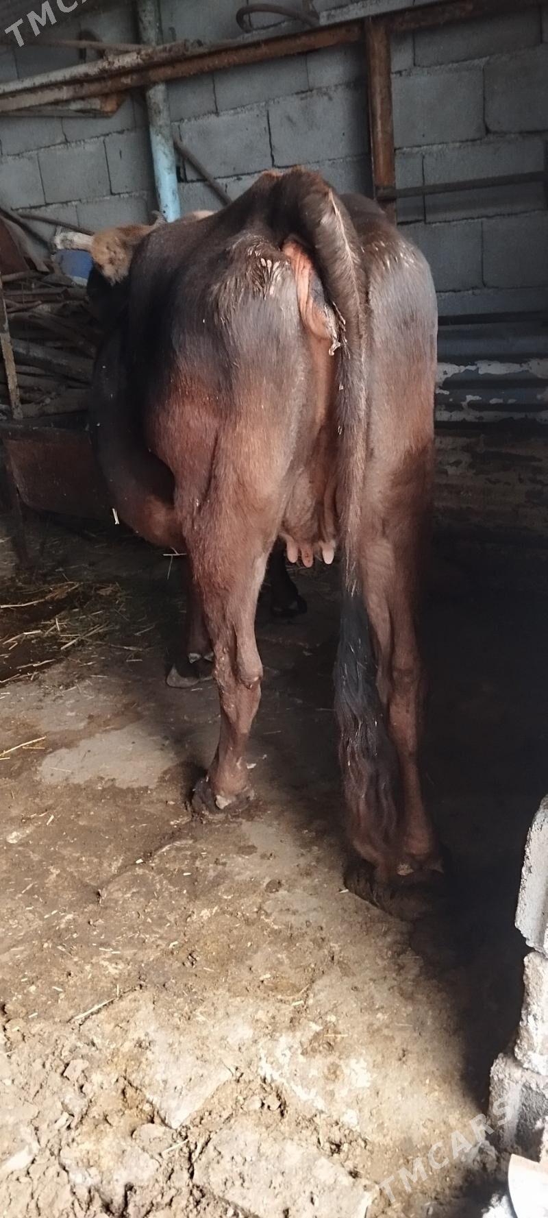 bogaz sygyr - Ашхабад - img 3