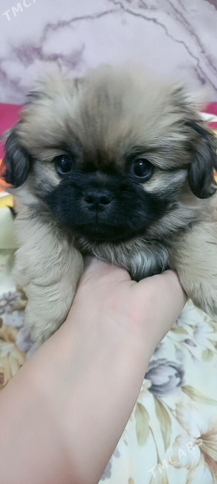 пекинес - Туркменабат - img 2