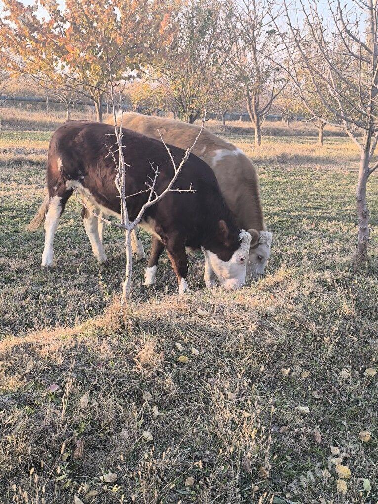 Semental - Sakarçäge - img 8