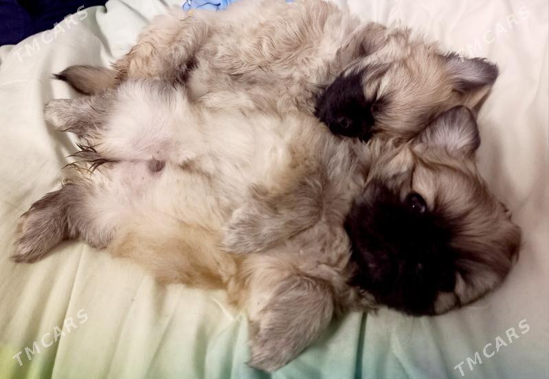 пекинес - Туркменабат - img 3