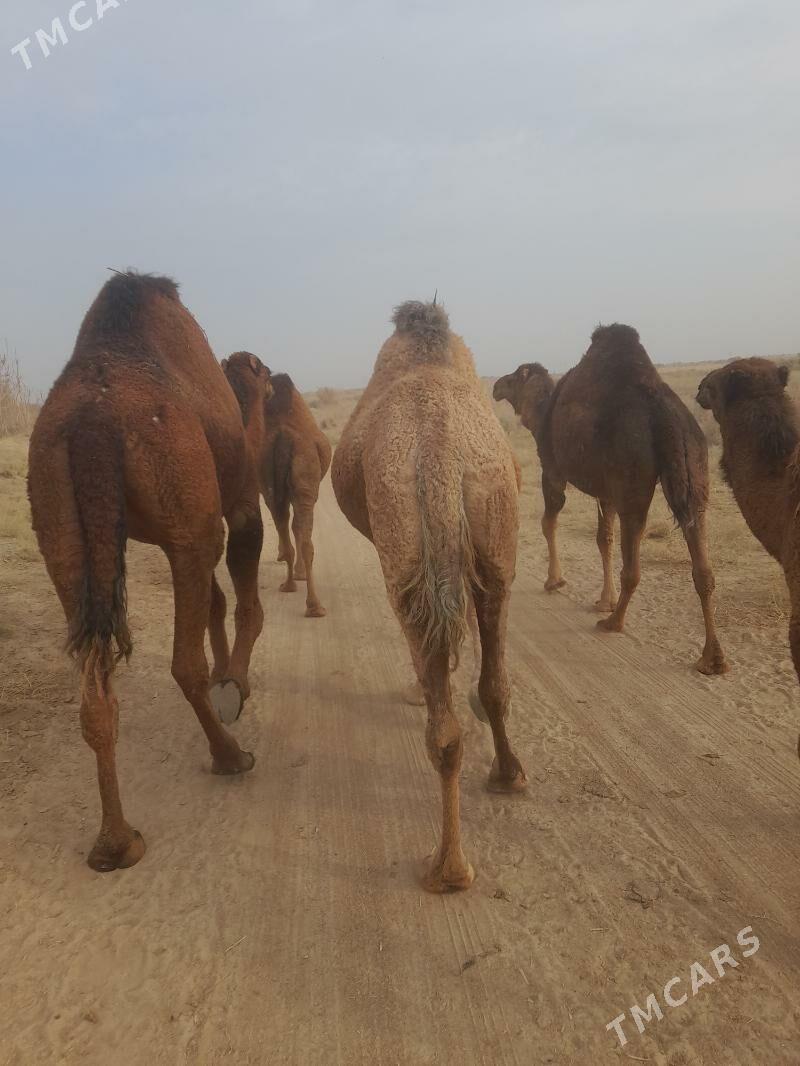 duye - Байрамали - img 2