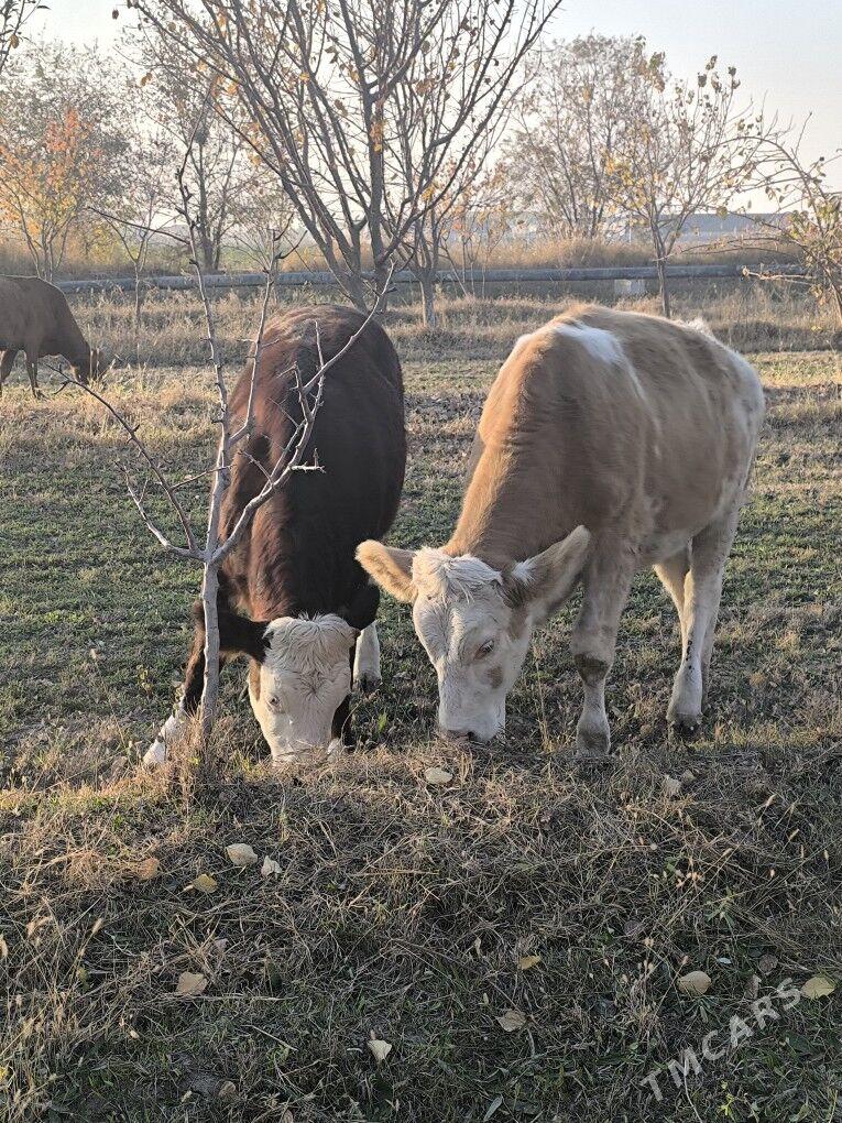 Semental - Sakarçäge - img 6