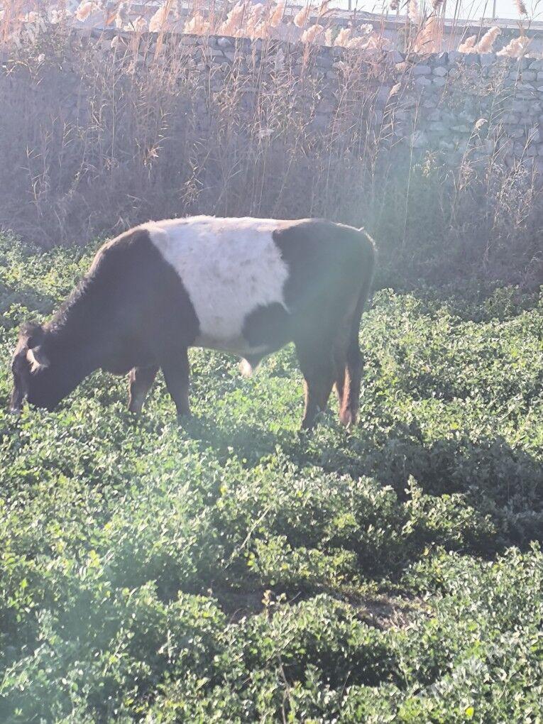 Semental - Sakarçäge - img 2