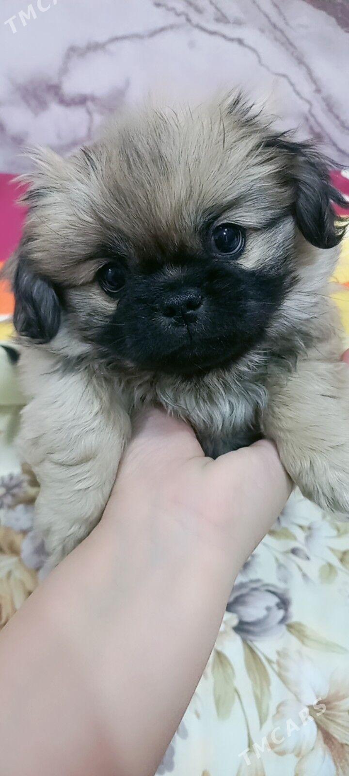 пекинес - Туркменабат - img 1