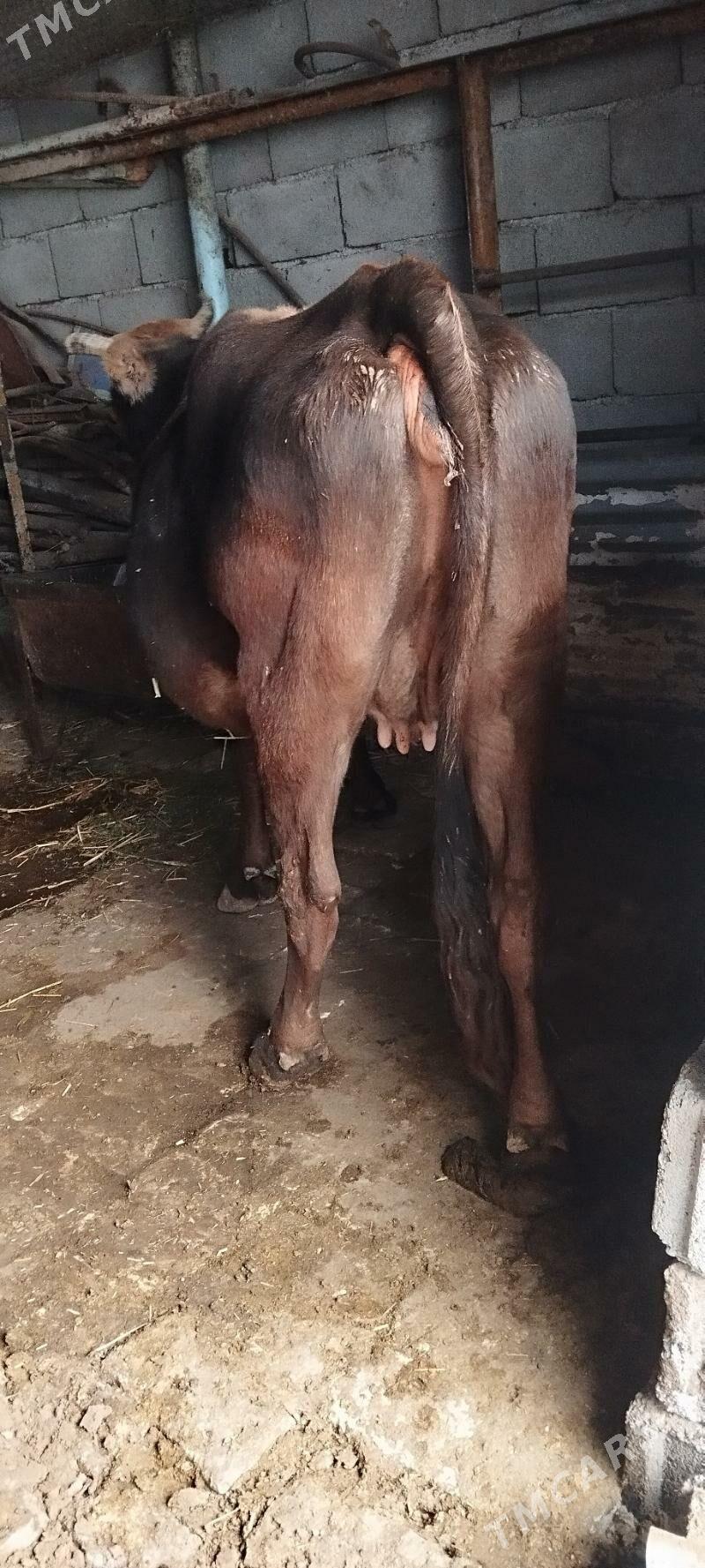 bogaz sygyr - Ашхабад - img 2