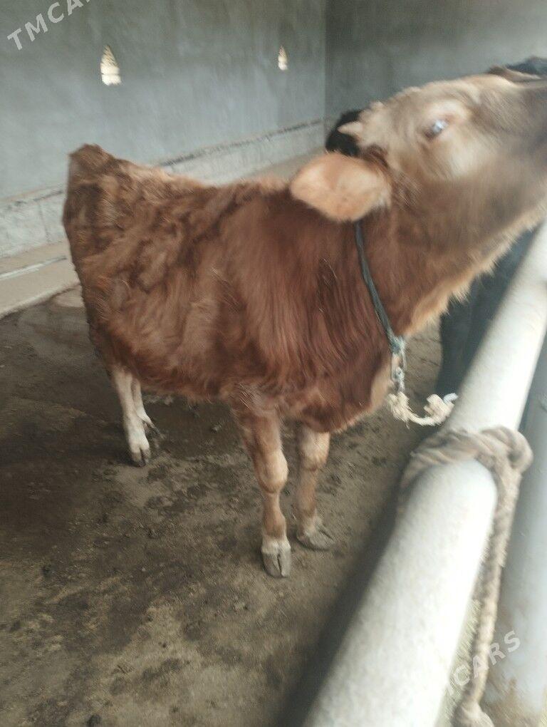 Öküz - Бабадайхан - img 2