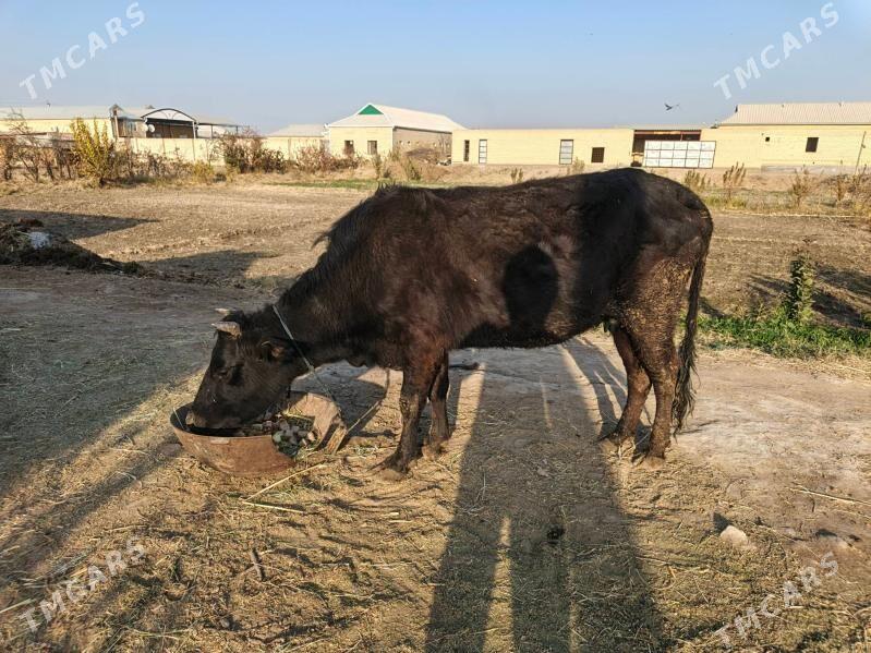 Sygyr - Мары - img 2