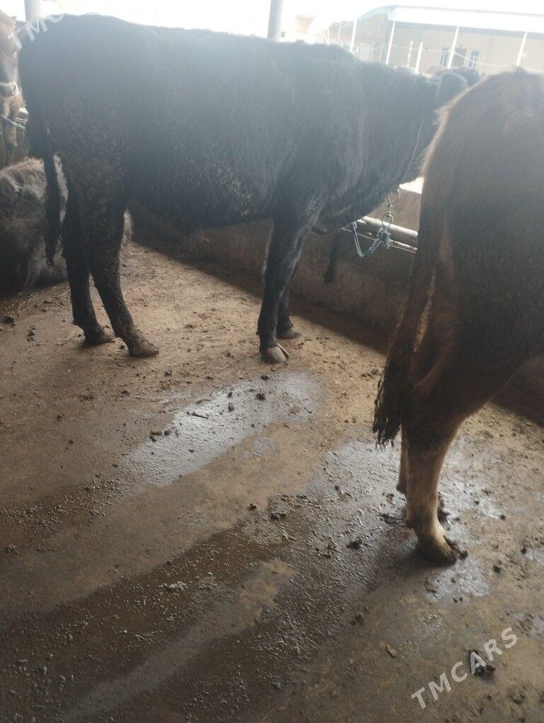 Öküz - Бабадайхан - img 4