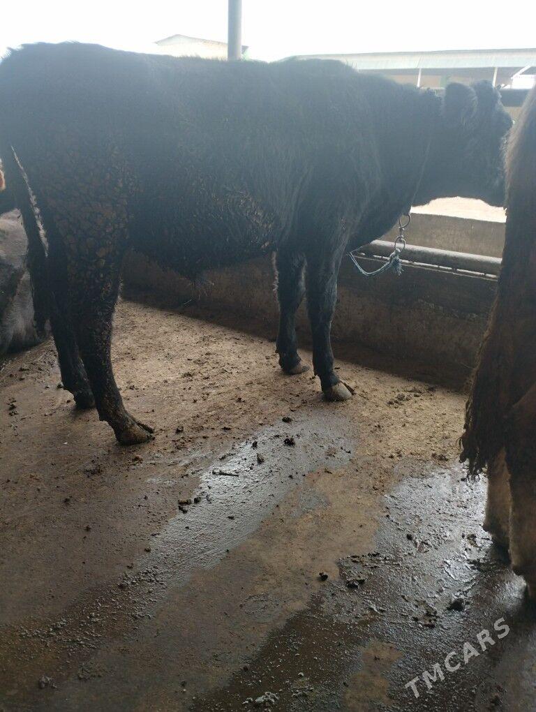 Öküz - Бабадайхан - img 3