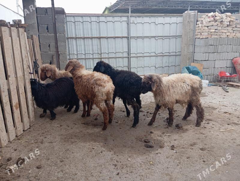 Tokly - Гуртли - img 2