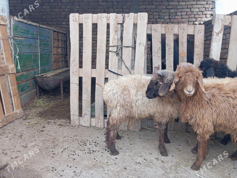 Tokly - Гуртли - img 3