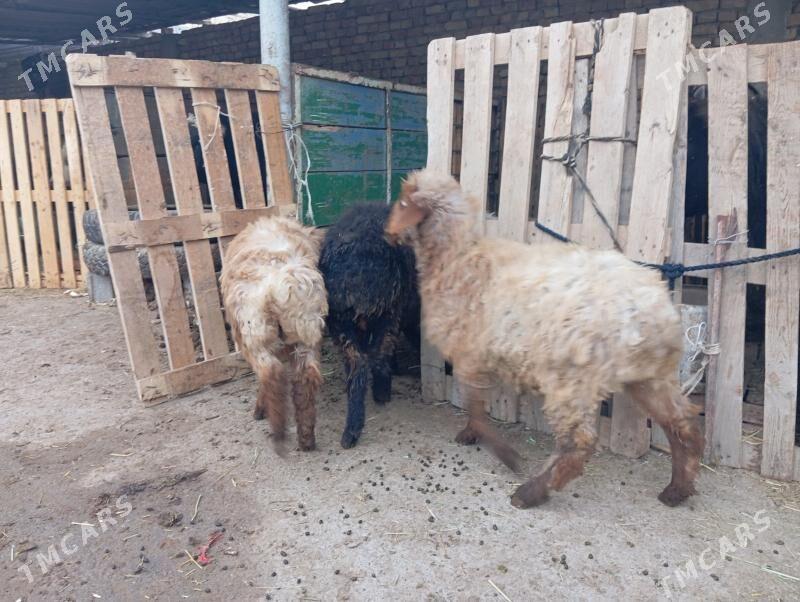 Tokly - Гуртли - img 4