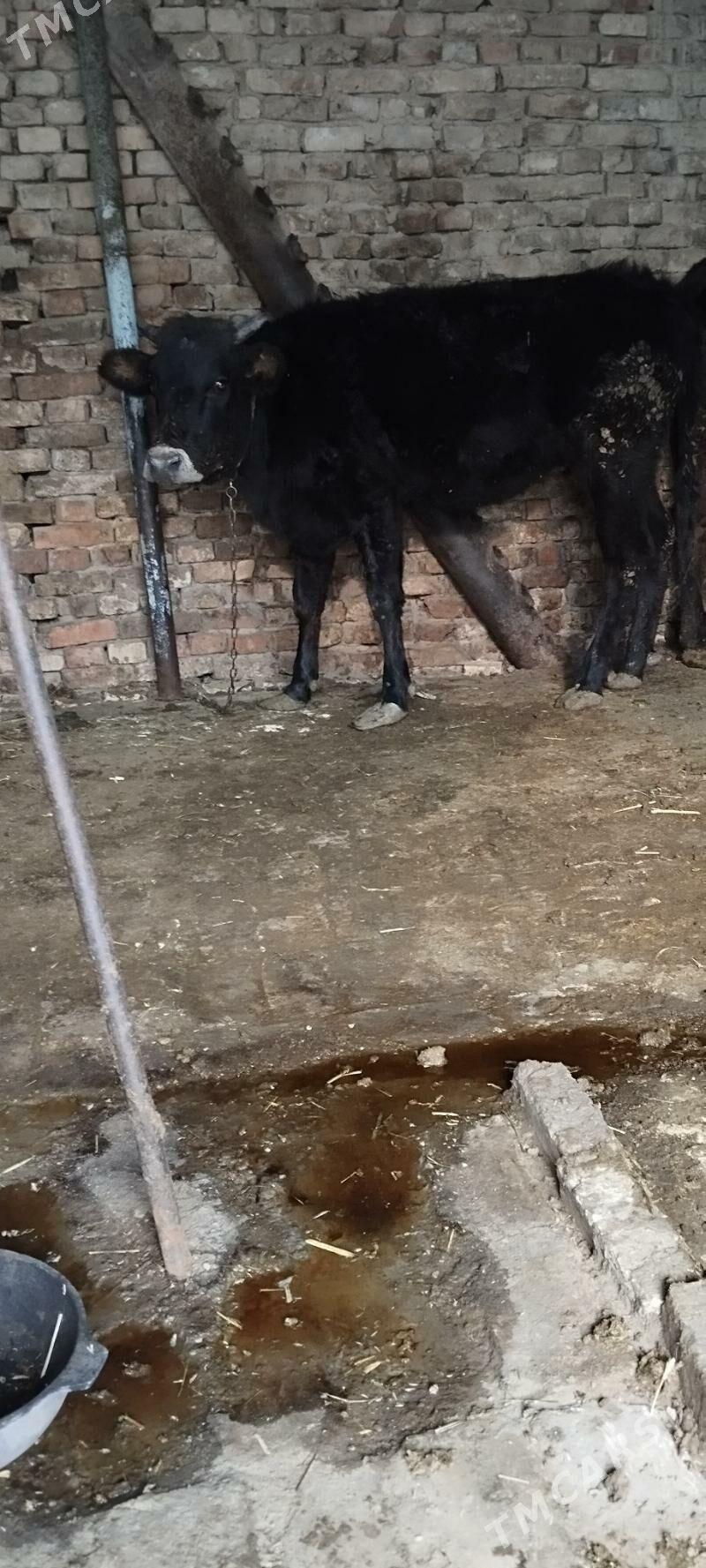 baklgy tuve - Aşgabat - img 2