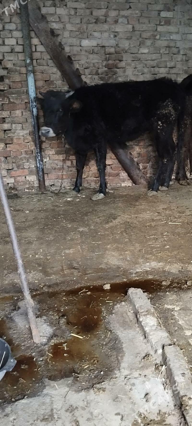 baklgy tuve - Aşgabat - img 3