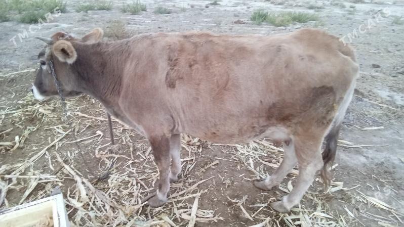 Sigirr - Бахарден - img 3