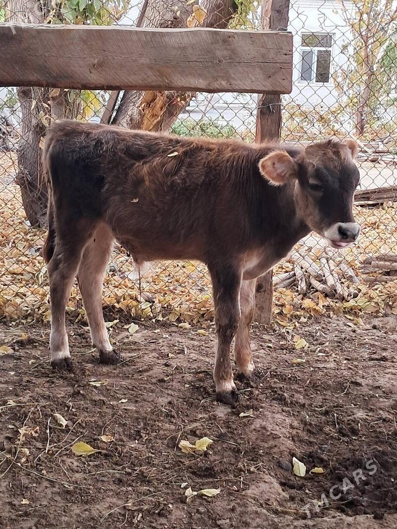 siwes okuz - Херрикгала - img 2