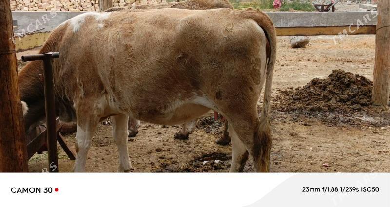 AGYR BOGAZ SYGYRLAR. - Bäherden - img 3