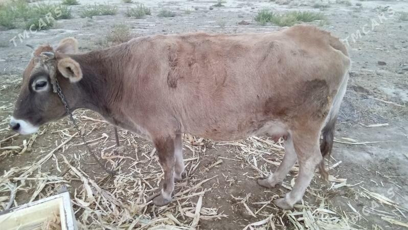 Sigirr - Бахарден - img 4