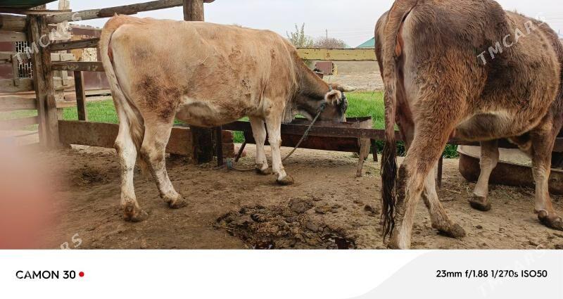 AGYR BOGAZ SYGYRLAR. - Bäherden - img 2