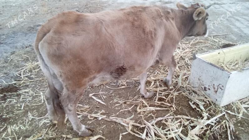 Sigirr - Бахарден - img 5