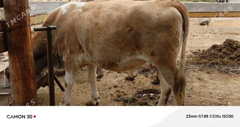 AGYR BOGAZ SYGYRLAR. - Bäherden - img 4