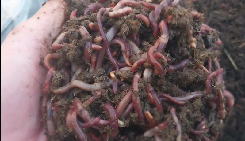 Biogumus - Balkanabat - img 9