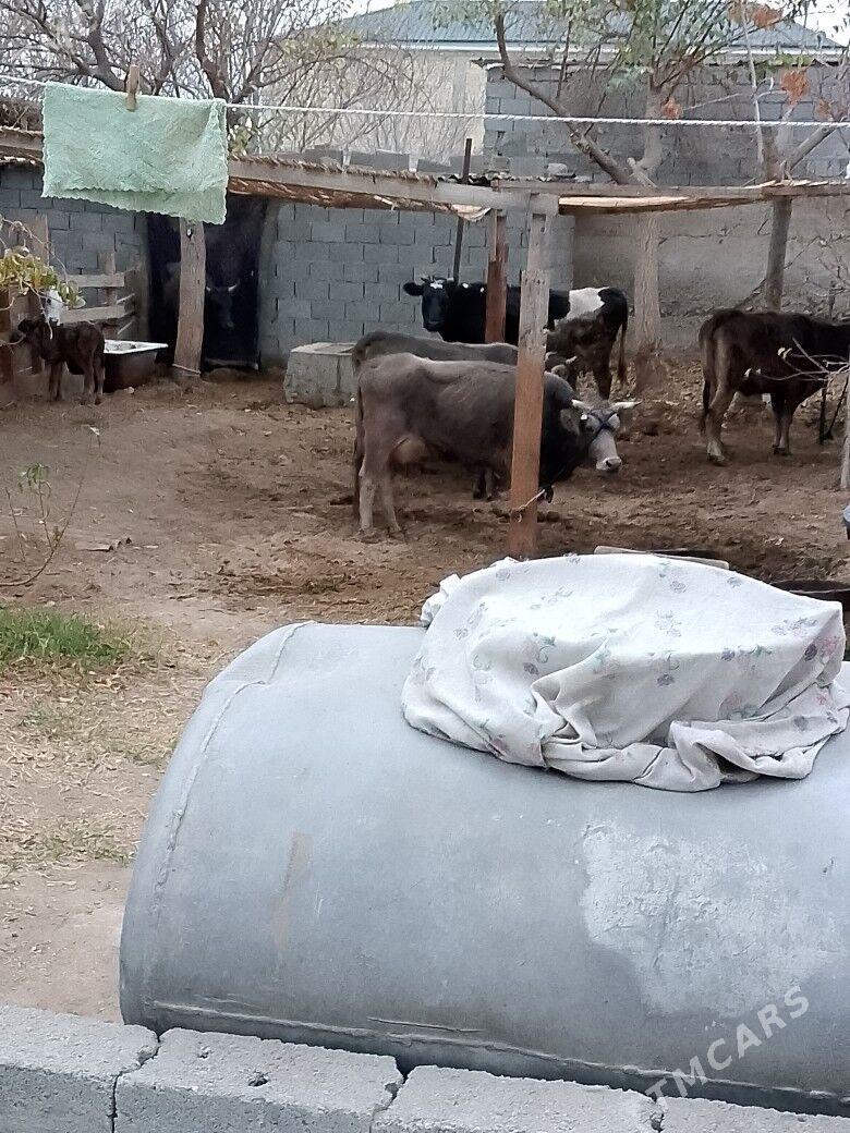 Göleli Sygyr - Чоганлы - img 6