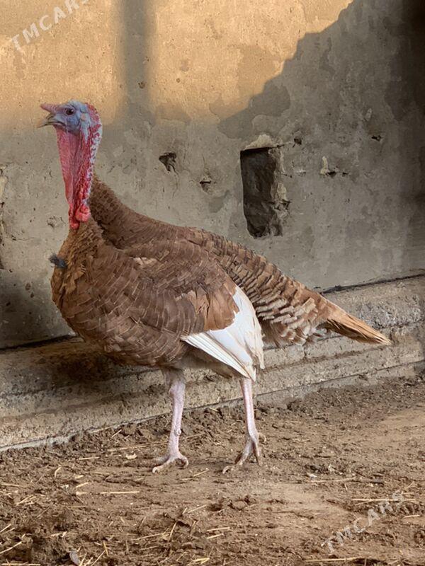 Induk - Мары - img 2