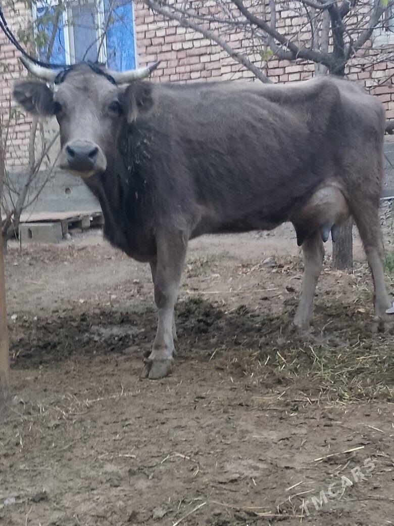 Göleli Sygyr - Чоганлы - img 2