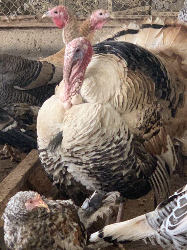 Induk - Мары - img 6