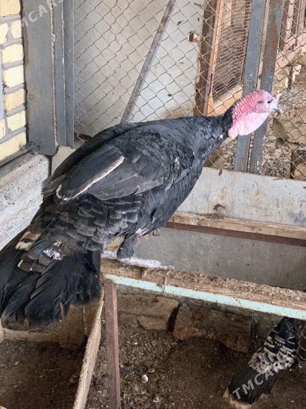 Induk - Мары - img 9