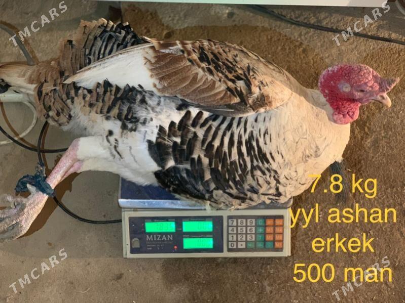 Induk - Мары - img 8