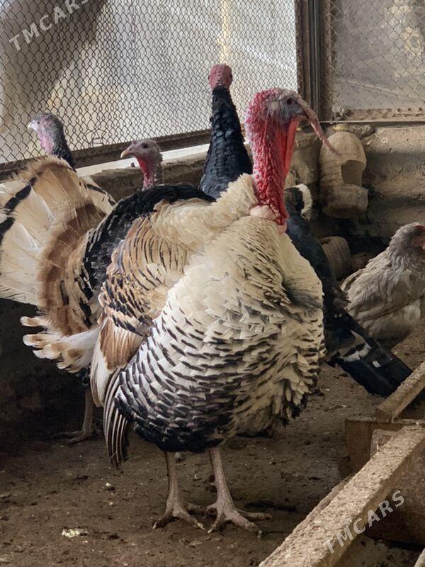 Induk - Мары - img 7