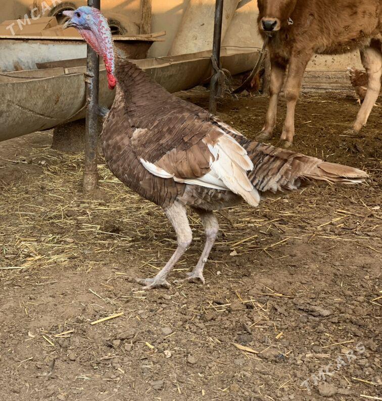 Induk - Мары - img 3