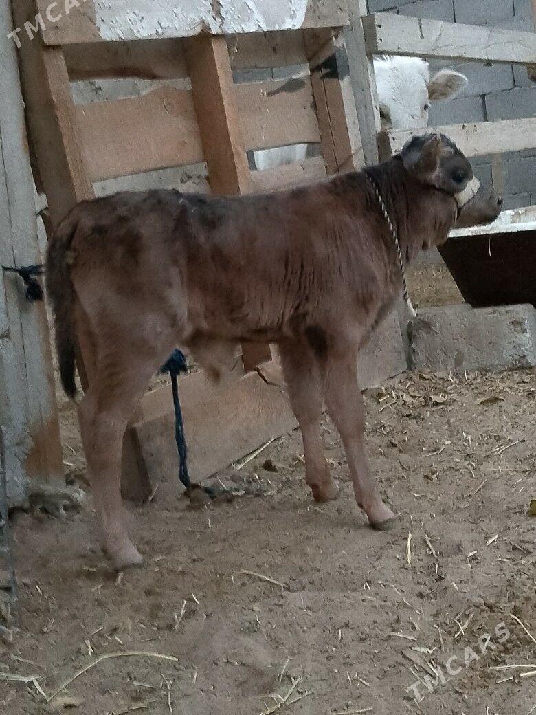 Göleli Sygyr - Чоганлы - img 5